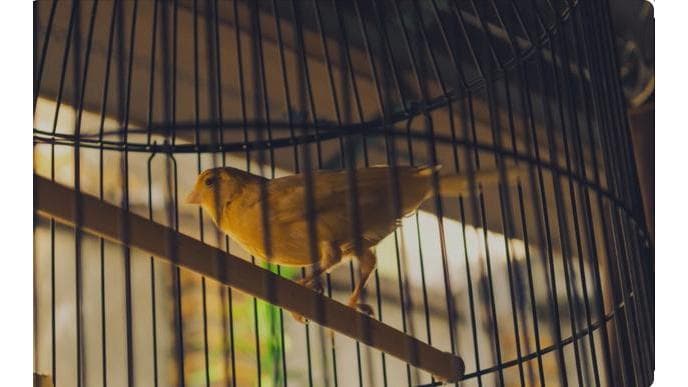 The Canary Community