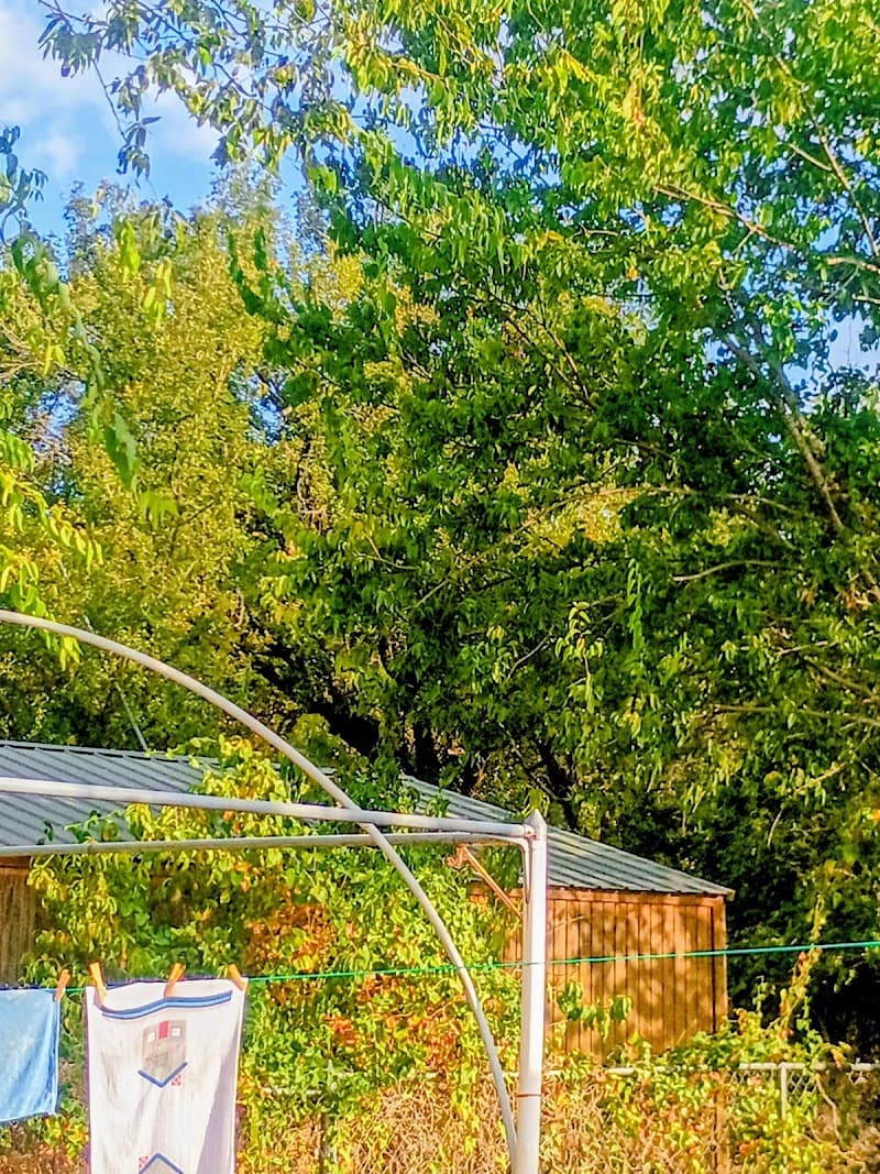 Alamo Companion Services