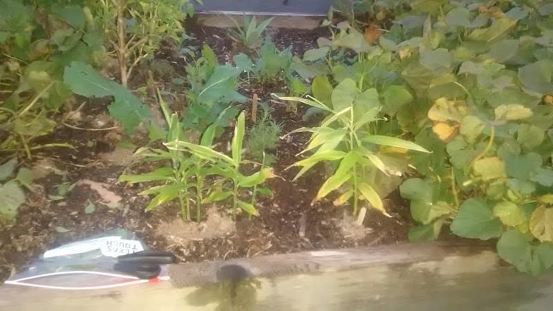 Castle Manor Apartments