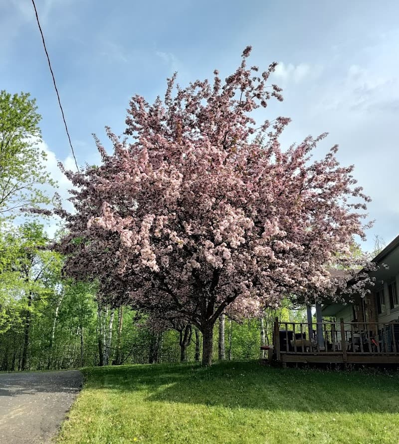 At Home Living Woodland House